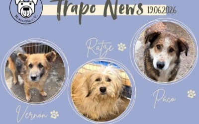 🚐🐾 Transport am 19.06. – 37 Hunde durften ausreisen 🐾🚐