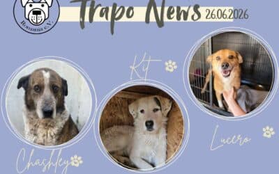 🚐🐾 Transport am 26.06.2026 – 62 Hunde durften ausreisen 🐾🚐