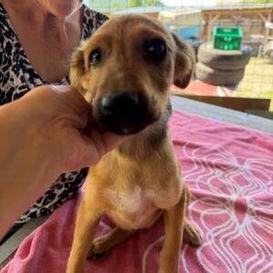 CHILI (♂)