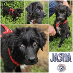 JASNA (♀) in 56637 Plaidt