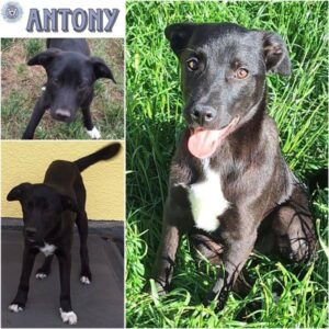 ANTONY (♂) in 55595 Gebroth