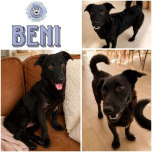 BENI (♂) in 66265 Heusweiler - reserviert
