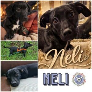 NELI (♀) in 38640 Goslar