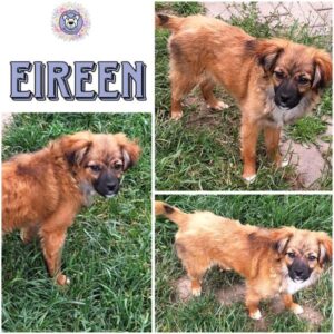 EIREEN (♀) in 55595 Gebroth