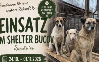 Helfer gesucht: Einsatz im Shelter Bucov (Rumänien) vom 24.10. – 01.11.2026 💪