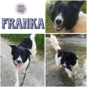 FRANKA (♀) in 82223 Eichenau