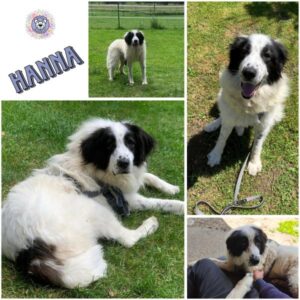 HANNA (♀) in 72379 Hechingen