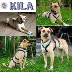 KILA (♀) in 04519 Rackwitz