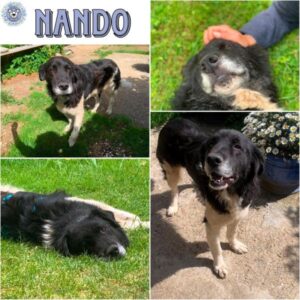 NANDO (♂) in 72379 Hechingen