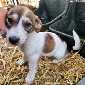 BONNEY (♀) - reserviert Tierhilfe Lebenswert (09.07. AM)