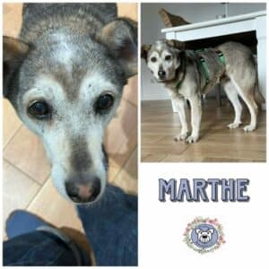 MARTHE (♀) in 24358 Ahlefeld Bistensee