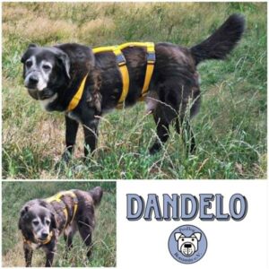 DANDELO - Gnadenplatzhund seit dem 03.01.2026