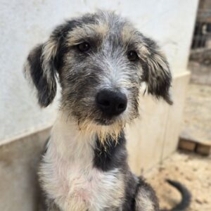 FRITZIE (♂) – sensibler Welpe, dem der Shelteralltag sehr zusetzt (07/26) Interessenten (10/08 NH)
