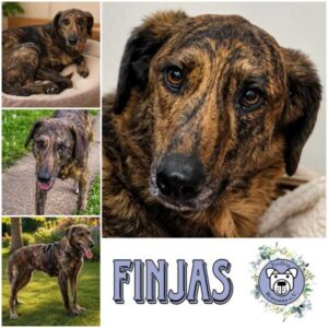 FINJAS (♂) in 66265 Heusweiler