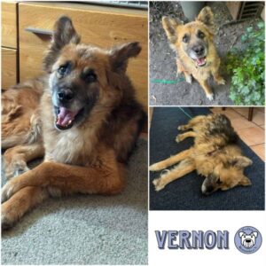 VERNON - Gnadenplatzhund seit dem 20.06.2026