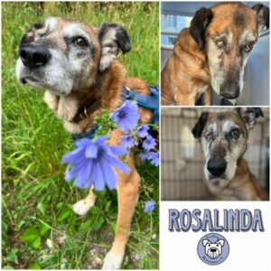 ROSALINDA - Gnadenplatzhund seit dem 20.06.2026