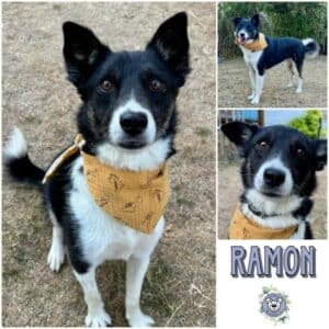 RAMON (♂) in 97953 Königheim
