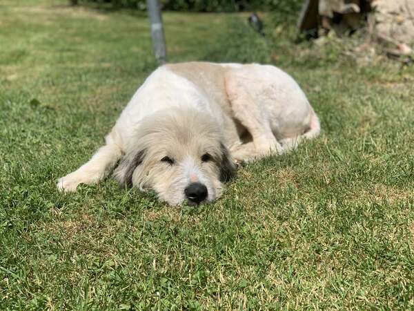 FITZGERALD - Gnadenplatzhund seit dem 25.04.2026 – Bild 9
