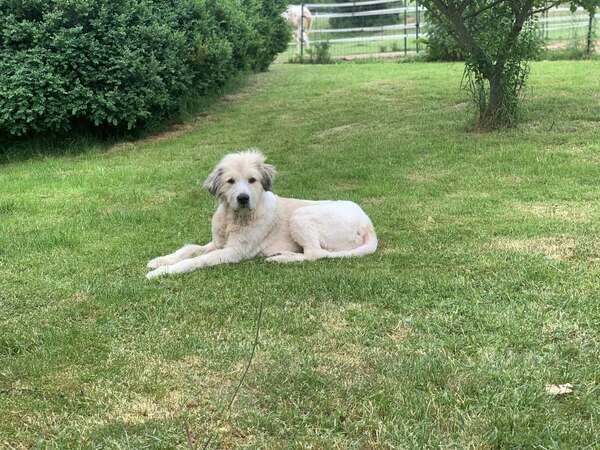 FITZGERALD - Gnadenplatzhund seit dem 25.04.2026 – Bild 10