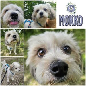 MOKKO (♂) in 18311 Ribnitz Damgarten