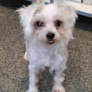 SWIFFER (♀) (*Bibi) reist auf eine Pflegestelle in PLZ 183 ( 16.07. N.E.)