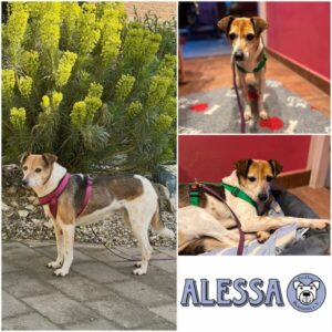 ALESSA - Gnadenplatzhund seit dem 17.01.2026