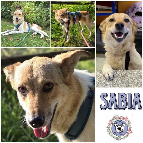 SABIA (♀) in 42555 Velbert-Langenberg - vermittelt