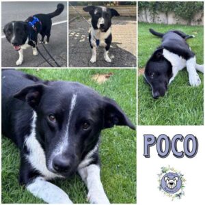 POCO (♂) in 58089 Hagen - reserviert