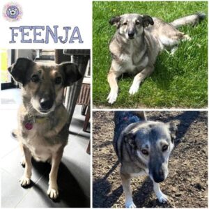 FEENJA (♀) in 59387 Herbern