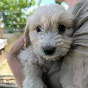 COCO (♂)- reserviert- reist auf PDR PS im Bereich 74 (08/07/NU)