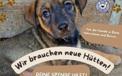 Bitte helft mit: Wir brauchen neue Hütten 🛖❤️