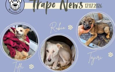 Transport am 17.07.2026 – 37 Hunde durften ausreisen 🐾🚐