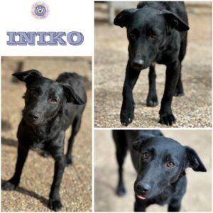 INIKO (♀) in 55595 Gebroth