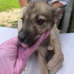 LENI (♀) - reserviert Tierhilfe Lebenswert (14.08. AM)