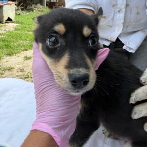 MILAH (♀) - reserviert Tierhilfe Lebenswert (14.08. AM)
