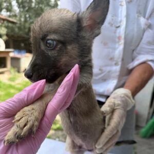 MINION (♂) - reserviert Tierhilfe Lebenswert (14.08. AM)