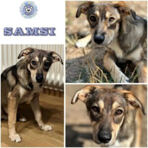 SAMSI (♂) in 55595 Gebroth
