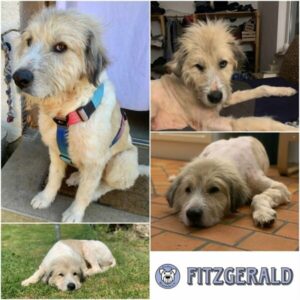 FITZGERALD - Gnadenplatzhund seit dem 25.04.2026
