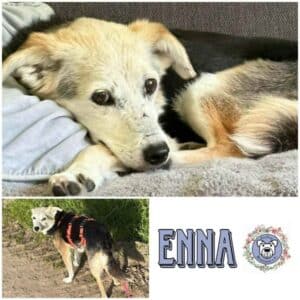 ENNA (♀) in 24358 Ahlefeld Bistensee