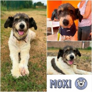 MOXI - Gnadenplatzhund seit dem 09.05.2026