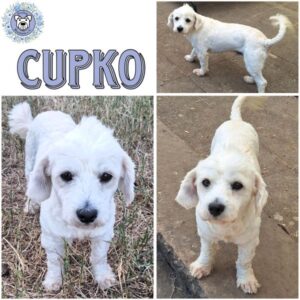 CUPKO (♂) in 55595 Gebroth - reserviert