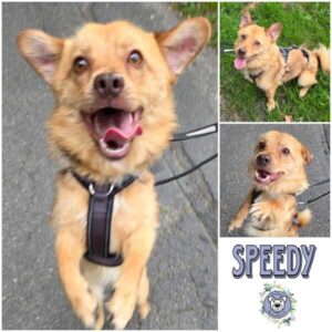 SPEEDY (♂) in 42555 Velbert-Langenberg - reserviert