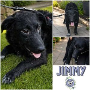 JIMMY (♂) in 66265 Heusweiler - reserviert