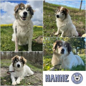 HANNE - Gnadenplatzhund seit dem 05.07.2026