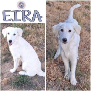 EIRA (♀) in 55595 Gebroth