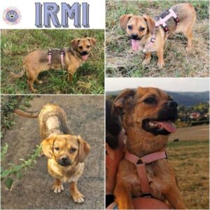 IRMI (♀) in 35619 Braunfels