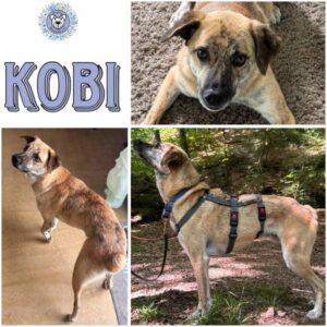 KOBI (♂) in 42799 Leichlingen