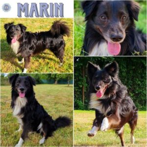 MARIN (♂) in 64846 Groß-Zimmern - reserviert