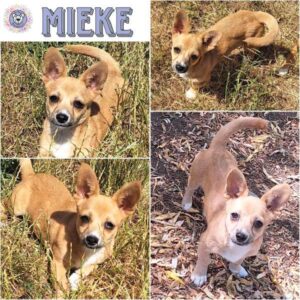 MIEKE (♀) in 55595 Gebroth