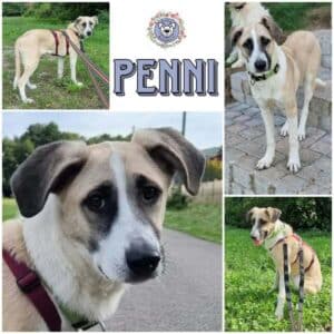PENNI (♀) in 74214 Schöntal
